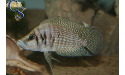 Altolamprologus calvus black